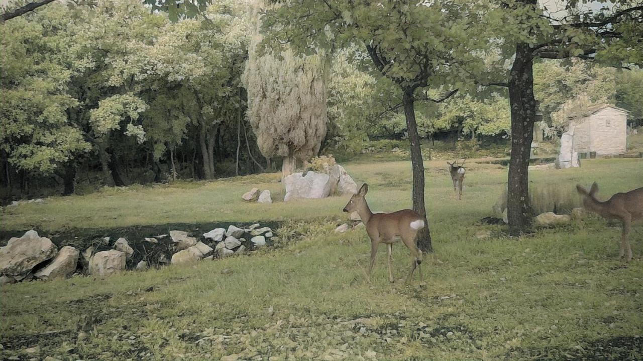 Cottage Al Merlo Olivo Buje Zewnętrze zdjęcie