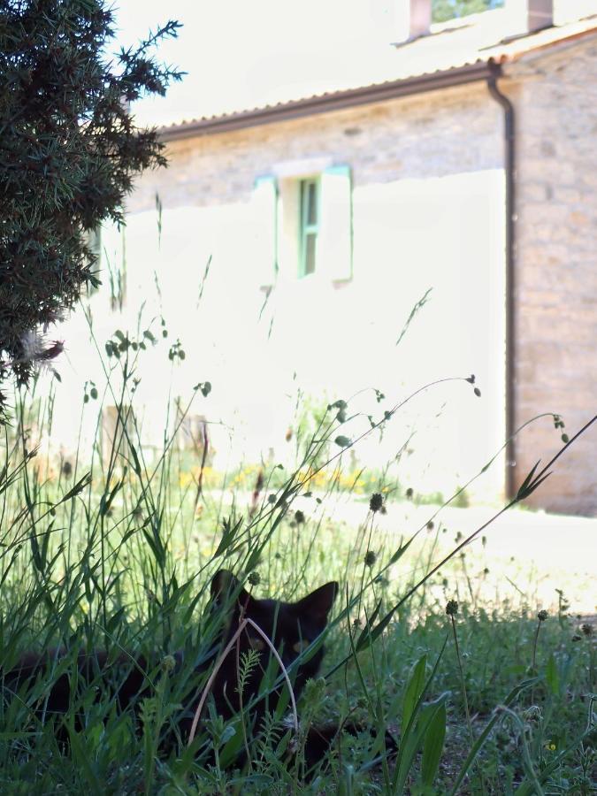 Cottage Al Merlo Olivo Buje Zewnętrze zdjęcie