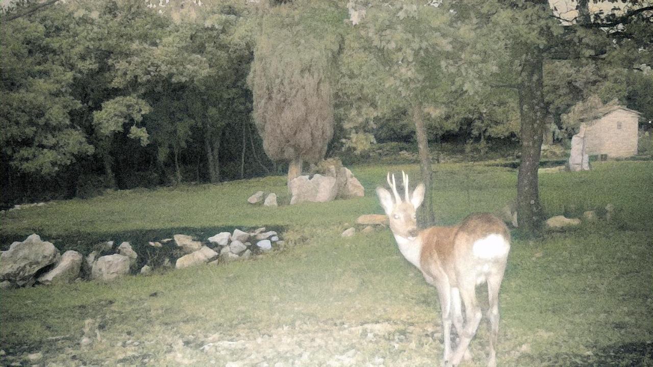 Cottage Al Merlo Olivo Buje Zewnętrze zdjęcie
